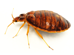 Bed Bug Pest Control