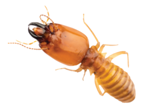 Termite Control Qatar