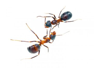 Ants Control