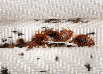 Bed Bug Pest Control