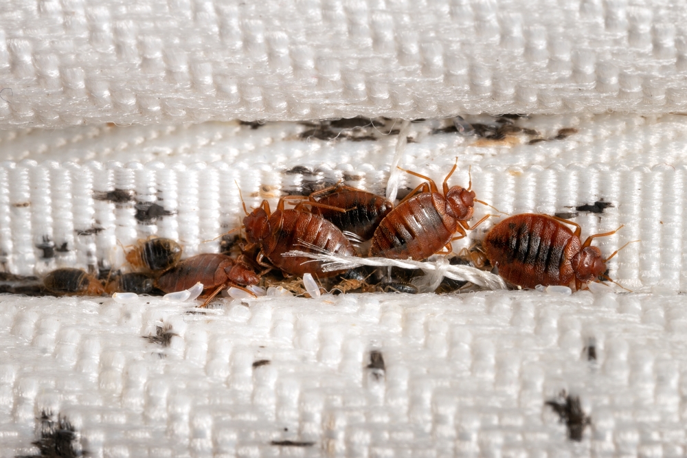 Bed Bug Pest Control